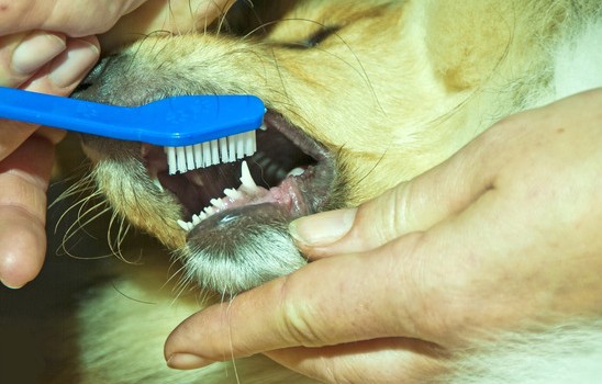 brushing a dogs teeth