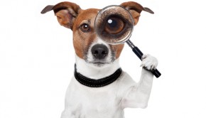 searching dog with magnifying glass