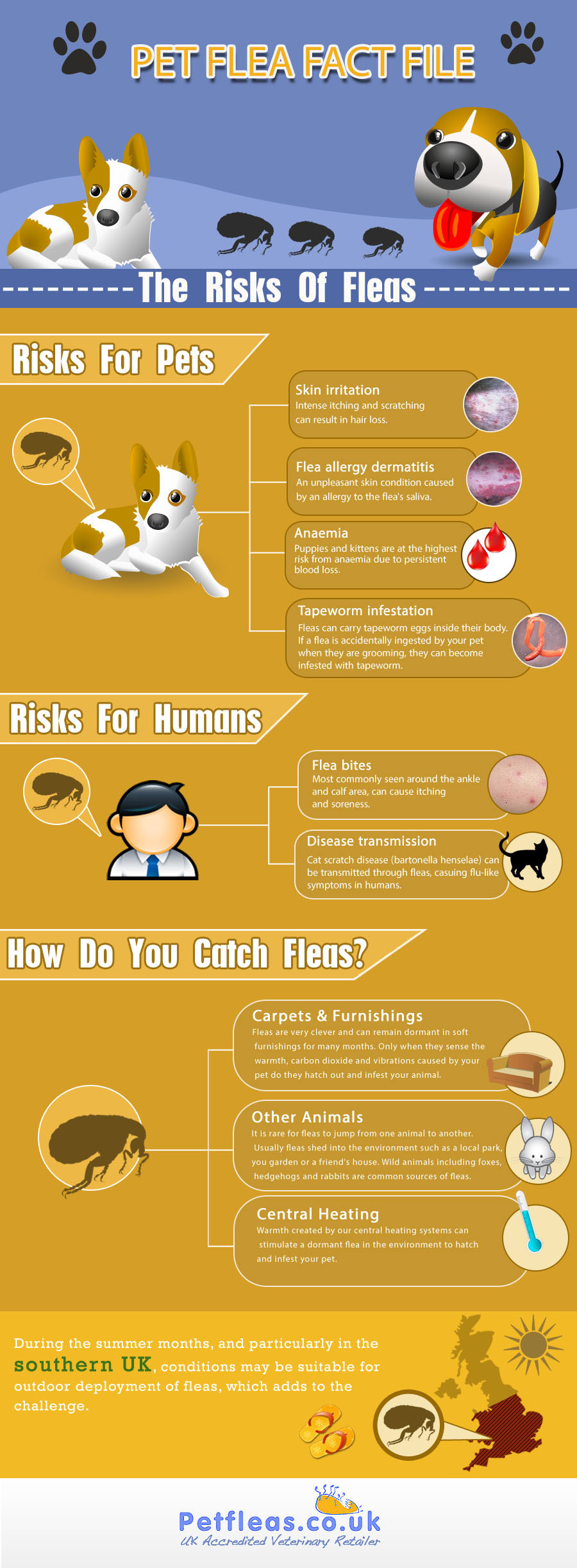 Pet Flea Fact File - The Risks of Fleas