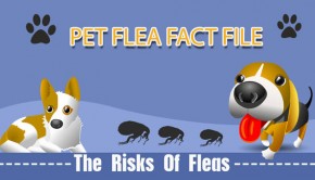 pet-flea-fact-file-banner