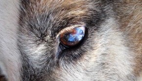 Colorful dog eye