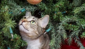 Cat-in-Xmas-Tree