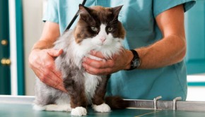 vet-examining-cat