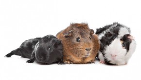 How-to-Keep-Your-Guinea-Pig-Safe-From-Parasites