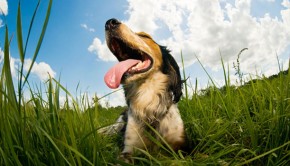 Overheating-Can-be-Very-Dangerous-for-Dogs