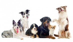 Top Dog Blogs of 2014