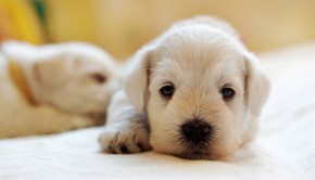 Common-puppy-illnesses