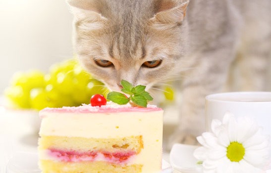 Human-Foods-that-Are-Dangerous-for-Your-Cat