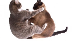 cats-fighting