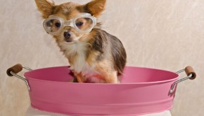 photodune-1125865-chihuahua-puppy-taking-a-bath-wearing-goggles-xs