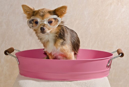 photodune-1125865-chihuahua-puppy-taking-a-bath-wearing-goggles-xs