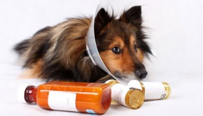 Never-give-your-pet-human-painkillers