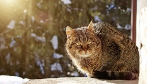 Keeping-your-cat-safe-this-winter