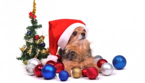 Make-Christmas-enjoyable-for-your-dog