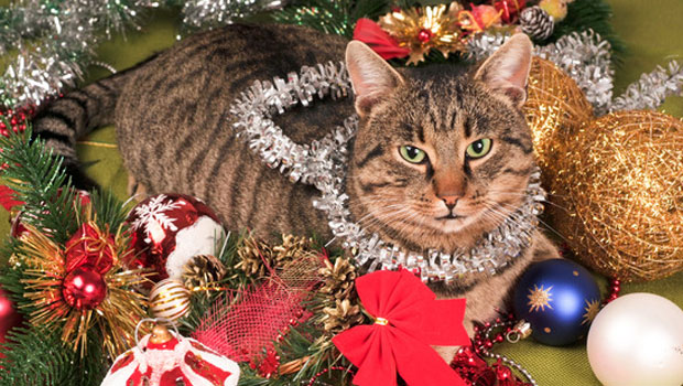 Have-a-Cat-Friendly-Happy-Christmas