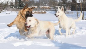 Keeping-Your-Dog-Safe-This-Winter