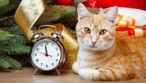 New-Year-Resolutions-and-Your-Cat