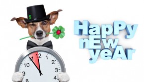 New-Year-Resolutions-and-Your-Dog