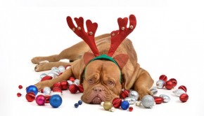 Perparing-your-dog-for-christmas