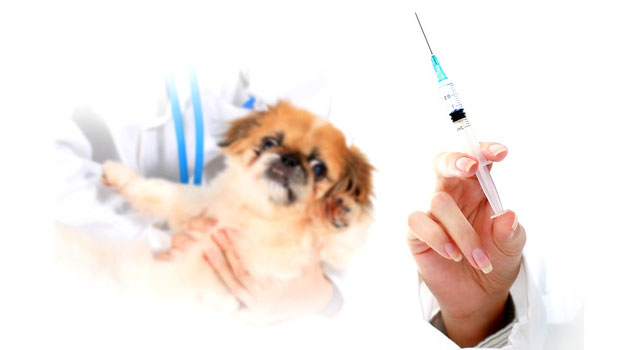Your-Dogs-Vaccinations-and-What-You-Should-Know