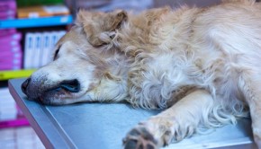 Minor-Injuries-and-Bleeding-in-cats-and-dogs
