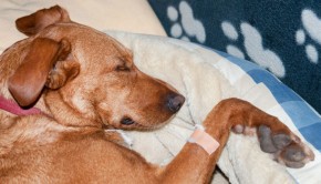 Common dog illnesses impacted by diet