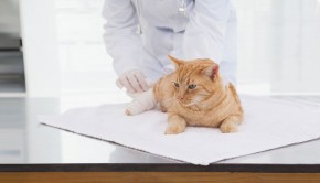 Top Ten Cat Ailments - Cat with Fracture