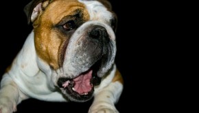 Bad Breath and Its Causes in Dogs