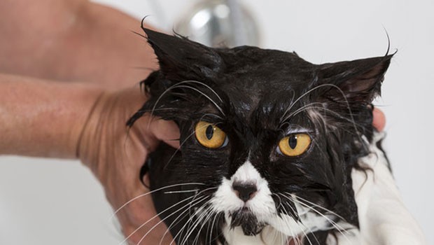 grooming and bathing your cat