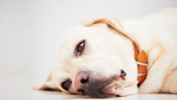 Coping with Canine Anxiety and Fear