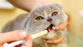 Giving your cat liquid medication