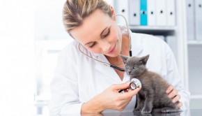 Kittens and Early Neutering