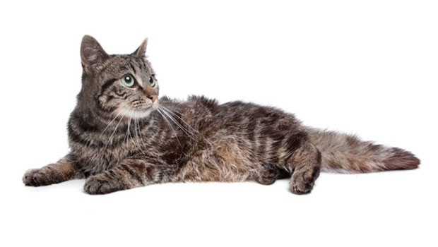 Stress in your cat and its treatment