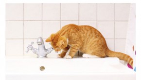 Do cats really hate water