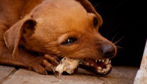 Dogs Chewing & Destructive Behaviour