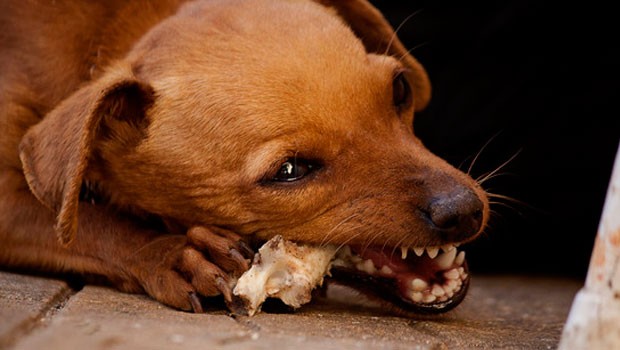 Dogs Chewing & Destructive Behaviour