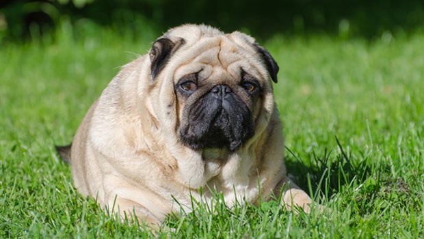obesity in dogs causes and dangers