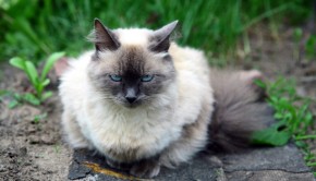 Beautiful balinese cat