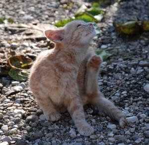 Outdoors cat scratching the parasites in its ginger fur