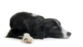 Laying down black and white border collie