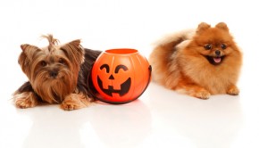 Pet Safety at Halloween