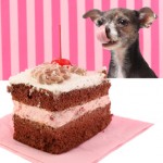 Dog staring at cake