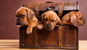 Behavioural Advice and your Puppy