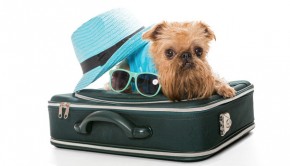Travelling with your dog