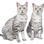 Pair of Egyptian Mau Cats