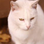 Cute white cat with brigth yellow eyes