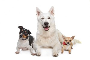 chihuahua,white shepherd and a jack russel terrier