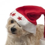 Dog with christmas cap