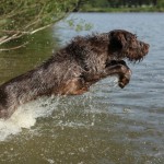 Spinone italiano jumping in water