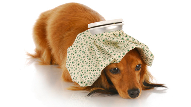 Diarrhoea in dogs